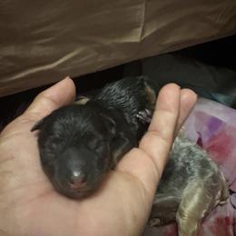 Dachshund and Yorkshire Terrier Puppies from Suzane Bojorquez