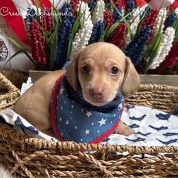 Necoise (Cream) - Cream male Dachshund puppy in Fayetteville, West Virginia from Loop Creek Dachshunds
