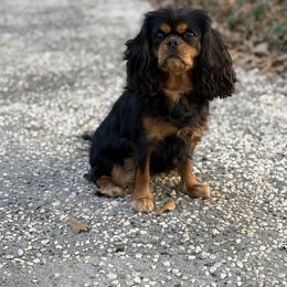 Joni Mae - Cavalier King Charles Spaniel