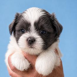 Cannon - Blue and white male Shih Tzu puppy in Tallahassee, Florida from Bows and Bow Ties