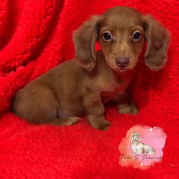 Conrad - Red male Dachshund puppy in Timpson, Texas from Double S Kennel