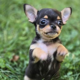 Spike - Black and tan male Chihuahua puppy in Indianapolis, Indiana from London Rouge Chihuahuas
