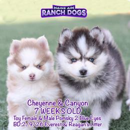 Canyon - Black and white male Pomsky puppy in Humeston, Iowa from M.A.R. Dogs