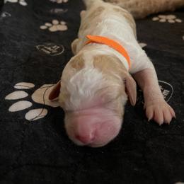 Therese (Piper) - Parti female Goldendoodle puppy in Rocky Point, North Carolina from CelticDoods