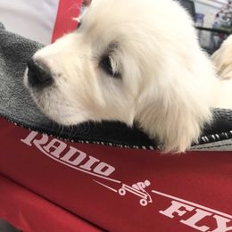 Golden Retriever Puppies from Brightside Goldens