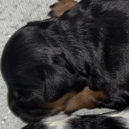 Cavapoo Puppies from Duryea Cavapoos