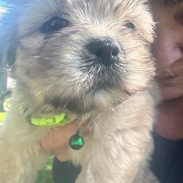 Charlie Bear AKC boy 3  hot green collar - Cream male Lhasa Apso puppy in Chico, California from Lhasa Apsos of northern Ca . Biewer terriers of northern California