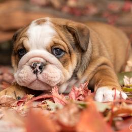 Bulldog Puppies from Erimis Bulldogs