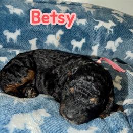 Betsy - Tri-color female Bernedoodle puppy in Beecher, Illinois from Erica’s Doodles