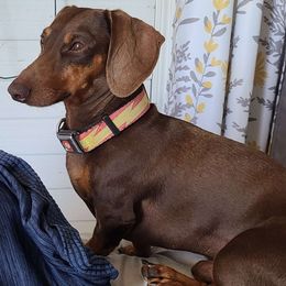 Terry - Dachshund