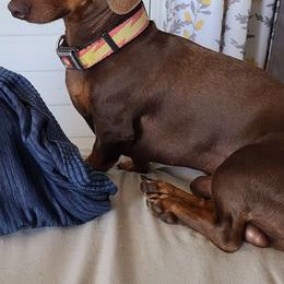 Terry - Dachshund