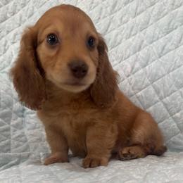 Light red male - Red male Dachshund puppy in Galax, Virginia from Dells  Dachshund’s