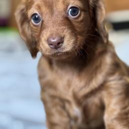 Dachshund Puppies from Cold Mountain Dachshunds