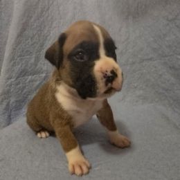 Girl 4 - Fawn female Boxer puppy in Leland, North Carolina from Ocean Breeze Boxers