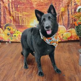 Aqua - Blue female German Shepherd puppy in Dallas, Pennsylvania from Mountainside German Shepherds