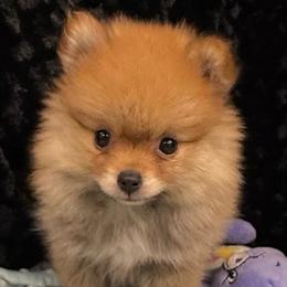 Girl 1 - Orange sable female Pomeranian puppy in Greenville, Georgia from Breezy Hill Poms