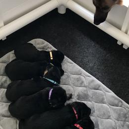 German Shepherd Puppies from Central Coast German Shepherds