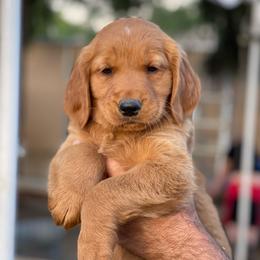 Orange collar male - Dark golden male Golden Retriever puppy in Yucaipa, California from Blessed Goldens