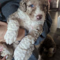 Bordoodle Puppies from Lunatic Kennel