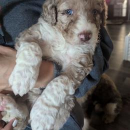 Bordoodle Puppies from Lunatic Kennel