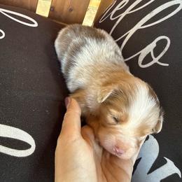 Red Merle male 1 - Red merle male Toy Australian Shepherd puppy in Brashear, Texas from Double R farms