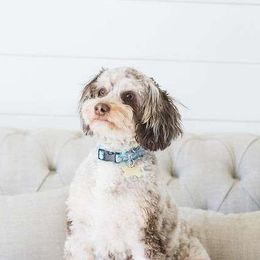Phoebe - Aussiedoodle