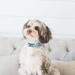 Phoebe - Aussiedoodle