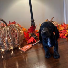 Boy 3 - Black male Dachshund puppy in Waycross, Georgia from Southern Paws