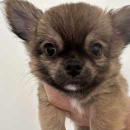 Toby - Red male Chihuahua puppy in El Sobrante, California from Dolce Coco Chihuahuas