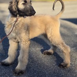 Afghan Hound Puppies from Lenore Light