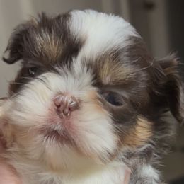 Girl 1 - Liver and white female Shih Tzu puppy in Texas from A Sassy Soul Shih-Tzu