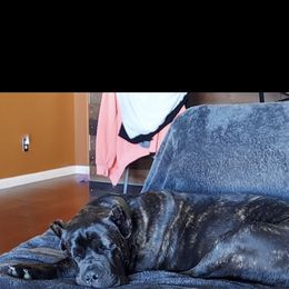 Cane Corso Puppies from Palazzo Cane Corso