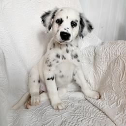 Alocasia - LUA long coat - White and black female Dalmatian puppy in Jefferson, Georgia from Spotted Jewels Dalmatians