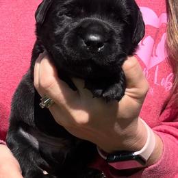 Gene - Black male Labrador Retriever puppy in Petersburg, Kentucky from Mahan Labs