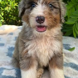 Merle man - Blue merle male Aussiedoodle puppy in Punta Gorda, Florida from Blitzenhaus Working Dogs-Home of the Working Czech Shepherd and Rottweiler and Splash of Color Aussiedoodles