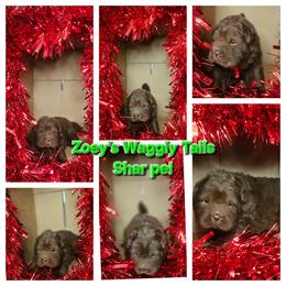 Lucas - Brown male Chinese Shar-Pei puppy in Minden, Louisiana from Zoey's Waggly Tails