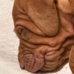 Beauty - Golden rust Vizsla puppy in Taylors, South Carolina from Venturous Vizslas