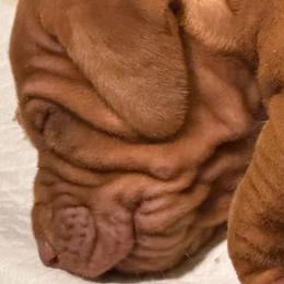 Beauty - Golden rust Vizsla puppy in Taylors, South Carolina from Venturous Vizslas