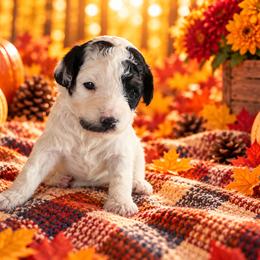 Cookie - Black and white female Cavapoo puppy in Myrtle Beach, South Carolina from Colorful-K9'S
