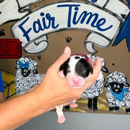 Boot Scootin' - Black and white female Sheepadoodle puppy in Adams, Nebraska from Boxcar Doodles and Poodles