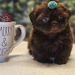 Clark - Chocolate male Shih Tzu puppy in Mesa, Arizona from House of Zen Shihtzus