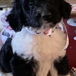 Goldendoodles and Golden Retrievers from Faye Faye’s Golden Doodles