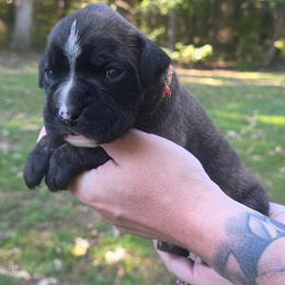 Brindle - Brindle female Boxer puppy in Beech Bluff, Tennessee from Earnest's Southern kennels