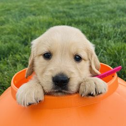 Sydney - Golden female Golden Retriever puppy in Blackfoot, Idaho from Ivy’s Goldens