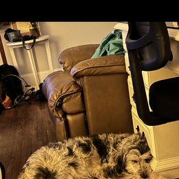 Aussiedoodle and Australian Shepherd All Grown Up from Australian Shepherds of C4 Farms