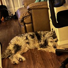 Aussiedoodle and Australian Shepherd All Grown Up from Australian Shepherds of C4 Farms