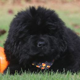 Pocus (Black collar) - Black female Newfoundland puppy in Kimball Twp, Michigan from Pine River Newfoundlands