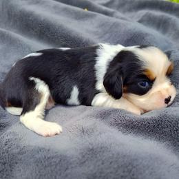 Star - Tri-color female Cavalier King Charles Spaniel puppy in Soddy Daisy, Tennessee from Cocoa Cavaliers