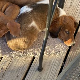 Sable Piebald Male - Piebald male Dachshund puppy in Hotchkiss, Colorado from Becky's Dachshunds