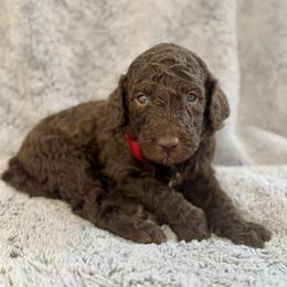 McIntosh - Brown male Poodle puppy in Julian, California from Above the Pines Poodles
